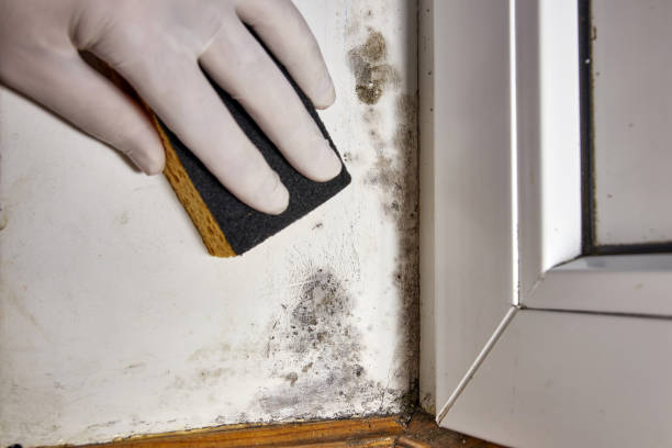 Best Commercial Mold Inspection  in Gordonsville, TN